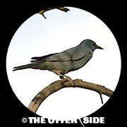 Pinyon Jay
