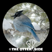Steller's Jay - Rockies
