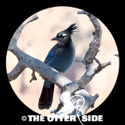 Steller's Jay - Rockies