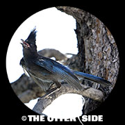 Steller's Jay - Rockies
