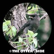 Canada Jay - Taiga