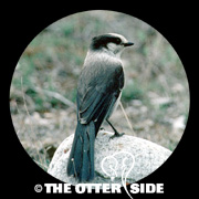 Canada Jay - Taiga