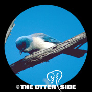 Mexican Jay - Texas