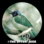 Green Jay