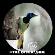 Green Jay