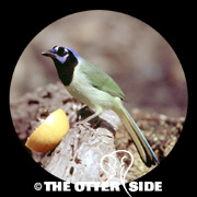 Green Jay