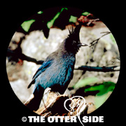 Steller's Jay - Rockies