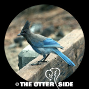 Steller's Jay - Pacific