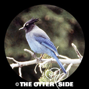 Steller's Jay - Rockies