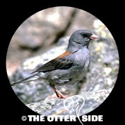Dark-eyed (Gray-headed) Junco - Northern