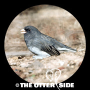 Dark-eyed (Slate-colored) Junco