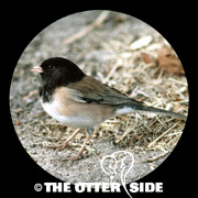 Dark-eyed (Oregon) Junco