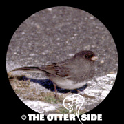 Dark-eyed (Slate-colored) Junco