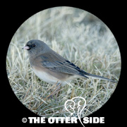 Dark-eyed (Pink-sided) Junco