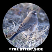Dark-eyed (Pink-sided) Junco