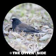 Dark-eyed (Oregon) Junco