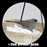 Dark-eyed (Gray-headed) Junco - Northern