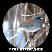 Dark-eyed (Gray-headed) Junco - Northern