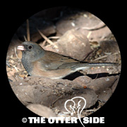 Dark-eyed (Pink-sided) Junco