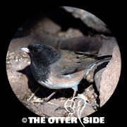 Dark-eyed (Oregon) Junco