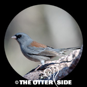 Dark-eyed (Gray-headed) Junco - Northern
