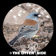 Dark-eyed (Gray-headed) Junco - Northern