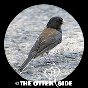 Dark-eyed (Oregon) Junco