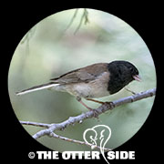 Dark-eyed (Oregon) Junco