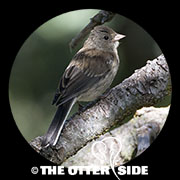 Dark-eyed (Oregon) Junco