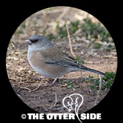 Dark-eyed (Pink-sided) Junco