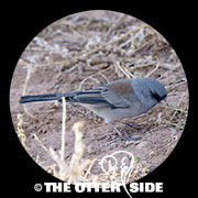 Dark-eyed (Gray-headed) Junco - Northern