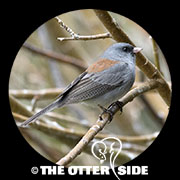 Dark-eyed (Gray-headed) Junco - Northern