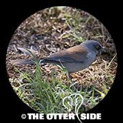 Yellow-eyed Junco