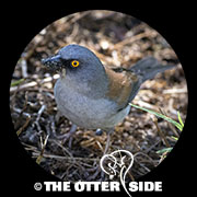 Yellow-eyed Junco