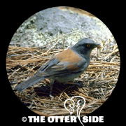 Yellow-eyed Junco