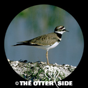 Killdeer