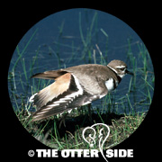Killdeer