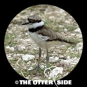 Killdeer