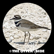 Killdeer