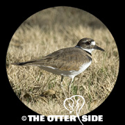 Killdeer