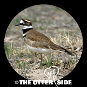 Killdeer