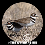 Killdeer