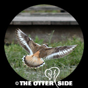 Killdeer