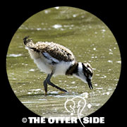 Killdeer