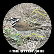 Killdeer