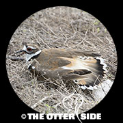 Killdeer