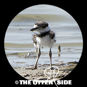 Killdeer