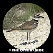 Killdeer