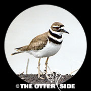 Killdeer