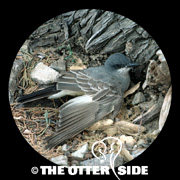 Cassin's Kingbird